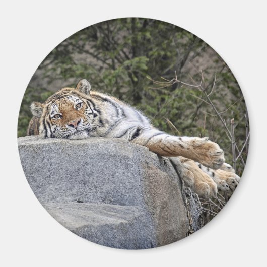 Tijger "Lazy Day" magneet (Voorkant)