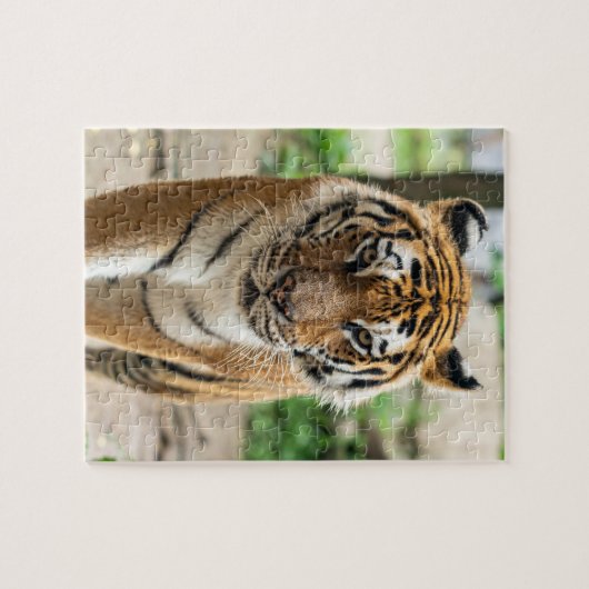 tijger legpuzzel (Horizontaal)