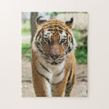 tijger