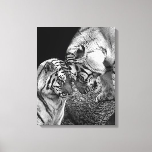 Tijger Liefde Foto op Canvas Wrap Afdruk (Voorkant)