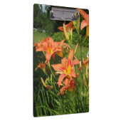 Tijger Lilies in een tuin Klembord (Rechts)