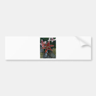 Tijger Lily Gibney Het museum Zazzle Gifts Bumpersticker
