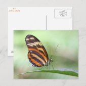 Tijger Long Briefkaart (Voorkant / Achterkant)