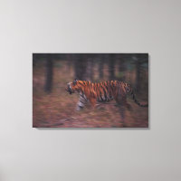 Tijger loopt door het bos