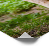 Tijger loopt door het Poster groene bomen (Hoek)