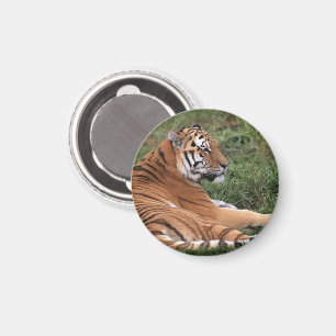 Tijger Luierende Magneet