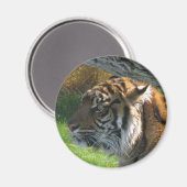 tijger magneet (Voorkant / Achterkant)