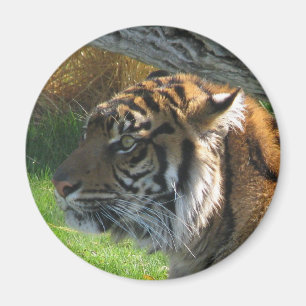 tijger magneet