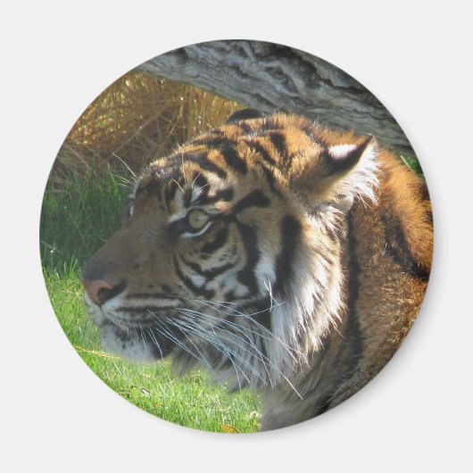 tijger magneet (Voorkant)
