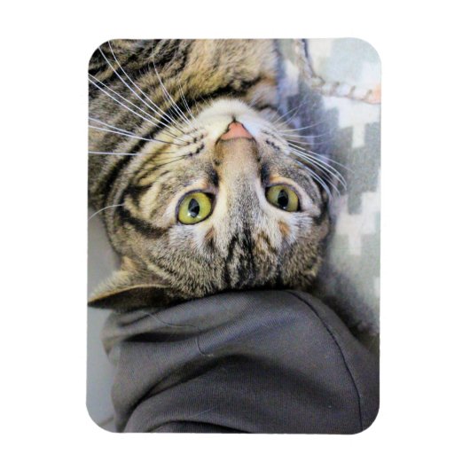 tijger magneet (Verticaal)