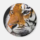 tijger magneet (Voorkant)