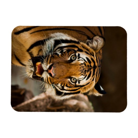 tijger magneet (Horizontaal)