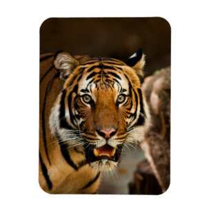 tijger magneet