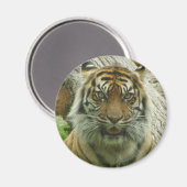 tijger magneet (Voorkant / Achterkant)