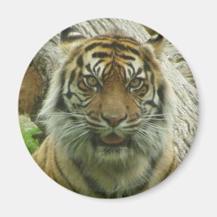 tijger magneet