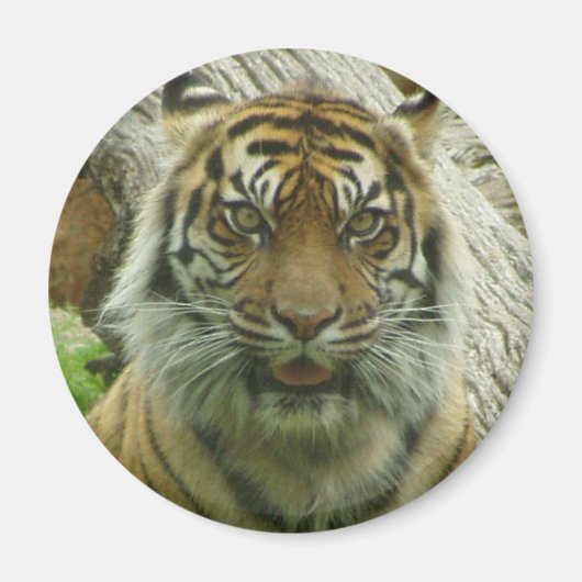 tijger magneet (Voorkant)