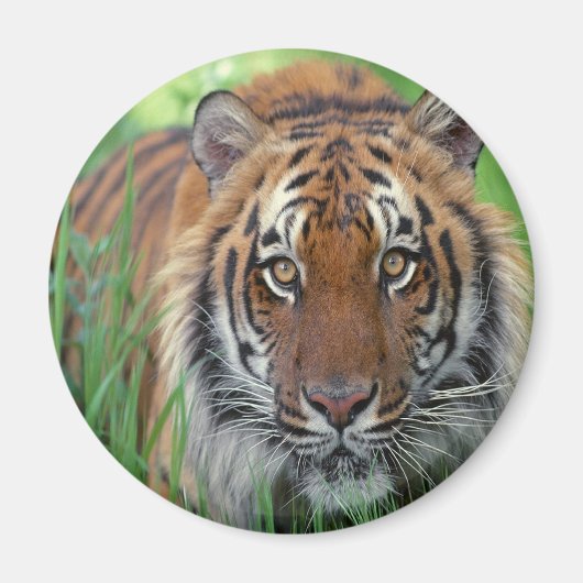 tijger magneet (Voorkant)