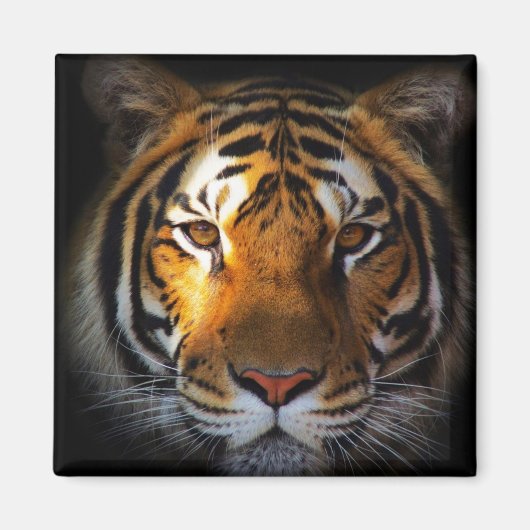 tijger magneet (Voorkant)