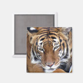 Tijger - Magnet (Voorkant / Achterkant)