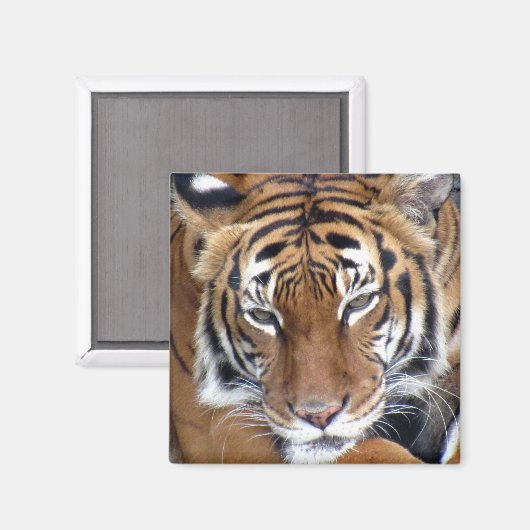 Tijger - Magnet (Voorkant / Achterkant)