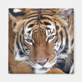 Tijger - Magnet (Voorkant)