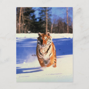 Tijger met briefkaart voor sneeuwkleurenfoto's