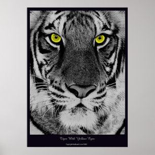 Tijger met gele ogen poster