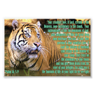 Tijger met psalm 36:5-9 foto afdruk