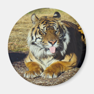 Tijger met "tude Magnet