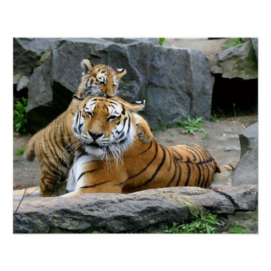 Tijger Met Welp Perfect Poster (Voorkant)