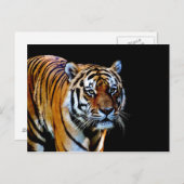 Tijger met zwarte achtergrond briefkaart (Voorkant / Achterkant)