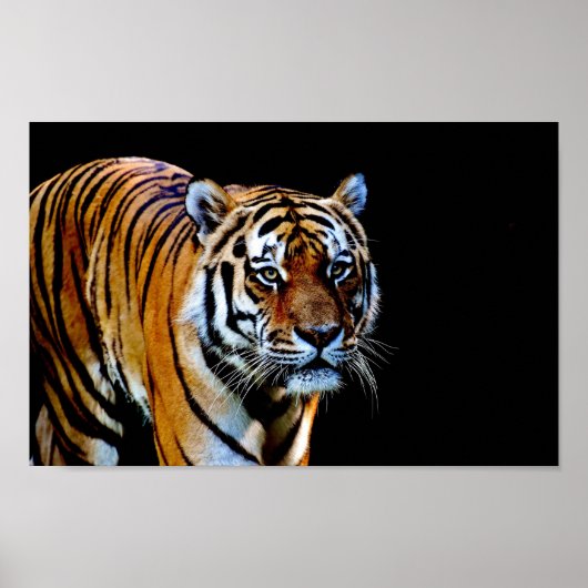 Tijger met zwarte achtergrond poster (Voorkant)
