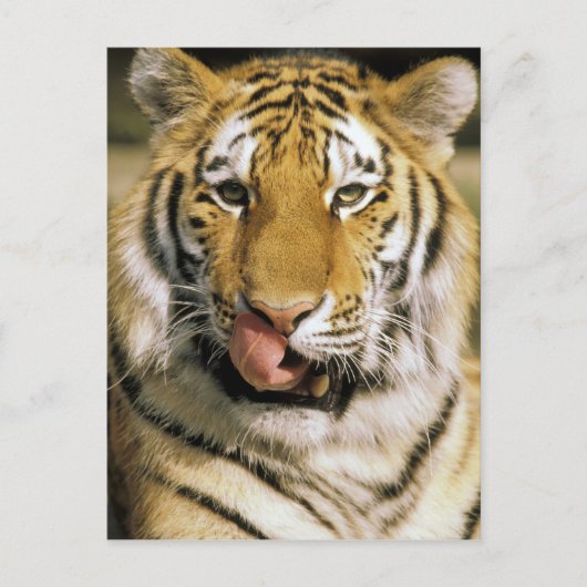 Tijger Michigan Zoo Briefkaart (Voorkant)