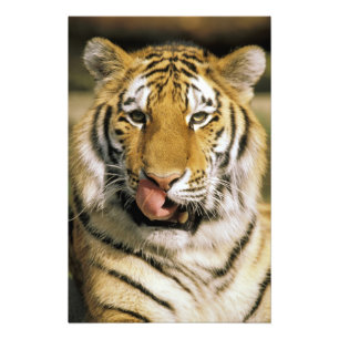 Tijger Michigan Zoo Foto Afdruk