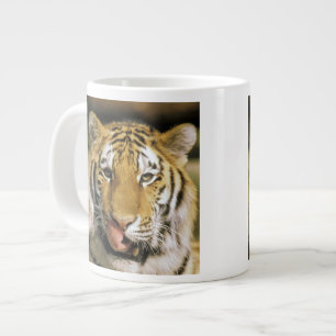 Tijger Michigan Zoo Grote Koffiekop