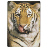 Tijger Michigan Zoo Klembord (Achterkant)