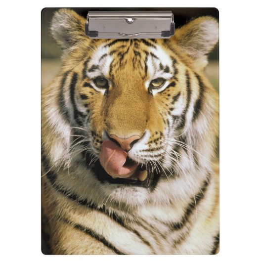 Tijger Michigan Zoo Klembord (Voorkant)