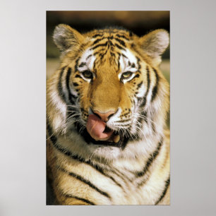 Tijger Michigan Zoo Poster