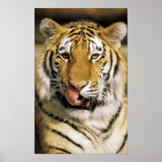 Tijger Michigan Zoo Poster (Voorkant)
