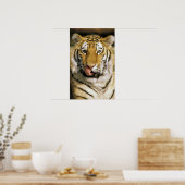 Tijger Michigan Zoo Poster (Keuken)