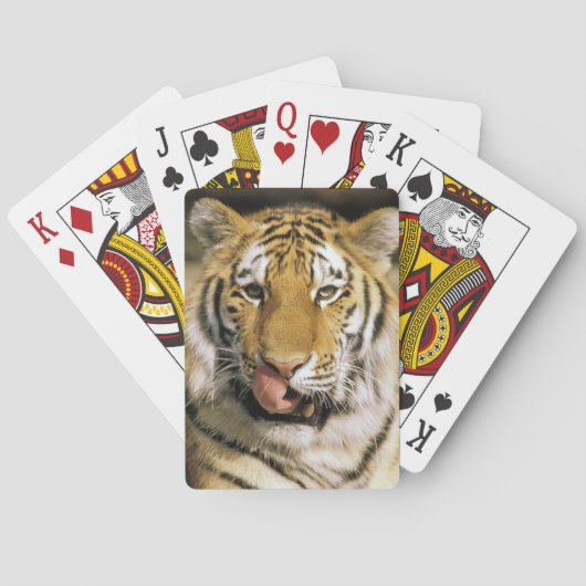 Tijger Michigan Zoo Speelkaarten (Achterkant)