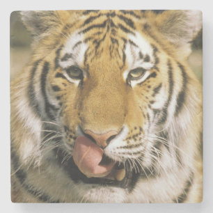 Tijger Michigan Zoo Stenen Onderzetter