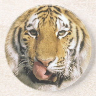 Tijger Michigan Zoo Zandsteen Onderzetter