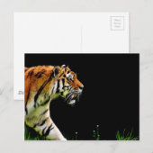 Tijger nadert - Wild Animal kunstwerk Briefkaart (Voorkant / Achterkant)