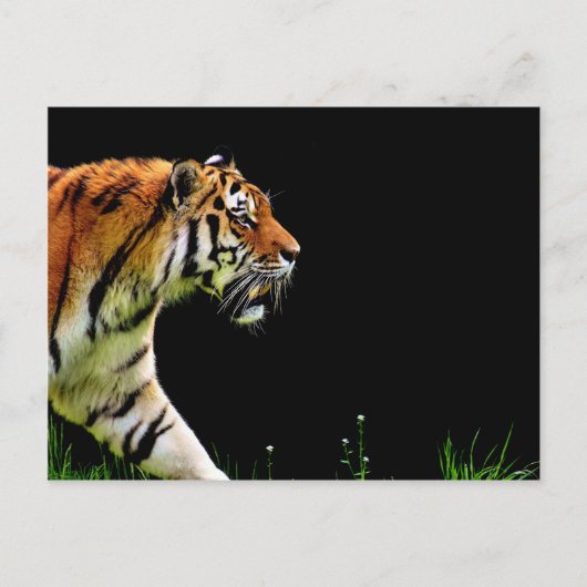 Tijger nadert - Wild Animal kunstwerk Briefkaart (Voorkant)