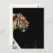Tijger nadert - Wild Animal kunstwerk Briefkaart (Voorkant / Achterkant)