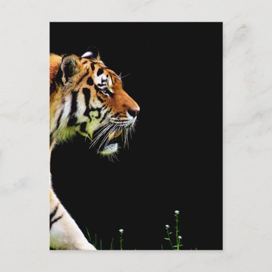 Tijger nadert - Wild Animal kunstwerk Briefkaart (Voorkant)