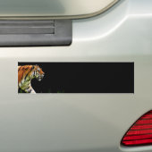 Tijger nadert - Wild Animal kunstwerk Bumpersticker (Op auto)