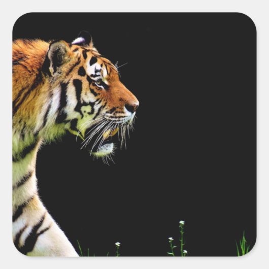 Tijger nadert - Wild Animal kunstwerk Vierkante Sticker (Voorkant)