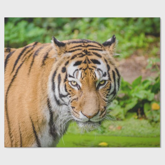 tijger omslagpapier cadeaupapier (Vlak)